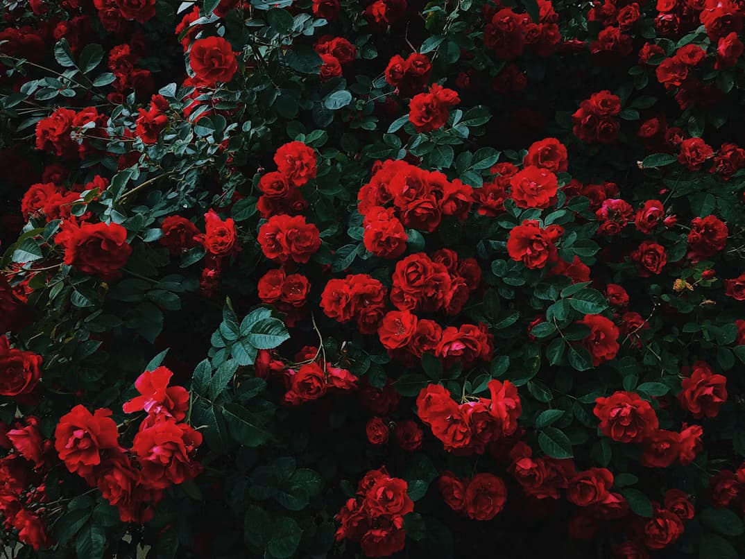 Portada de Luna Rosa Floristería